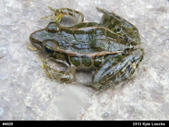 Pickerel Frog