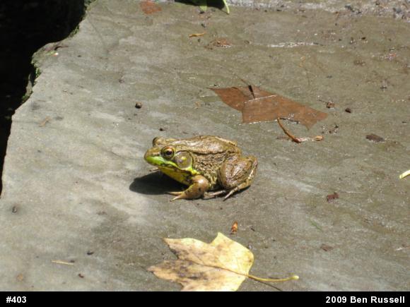 Green Frog