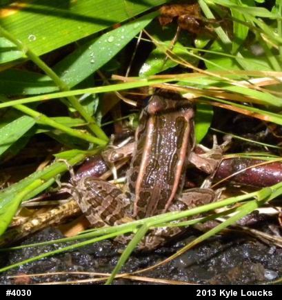 Pickerel Frog