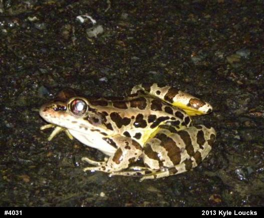 Pickerel Frog