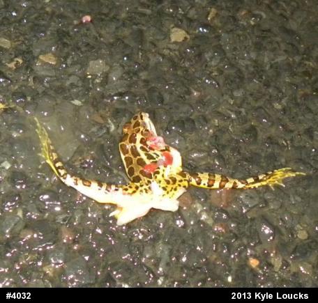 Pickerel Frog