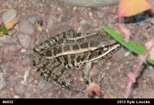 Pickerel Frog