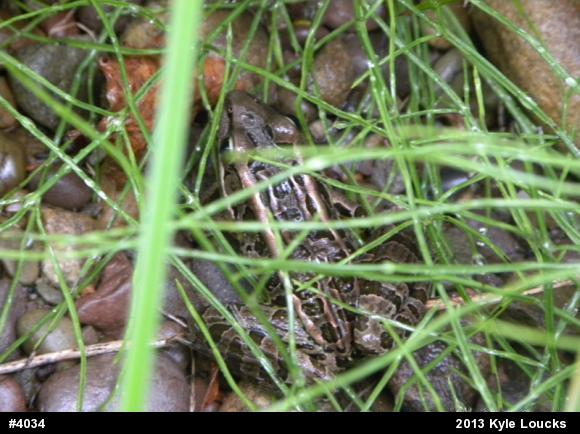 Pickerel Frog