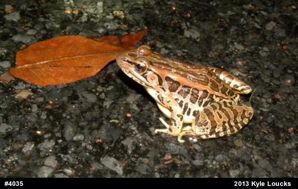 Pickerel Frog