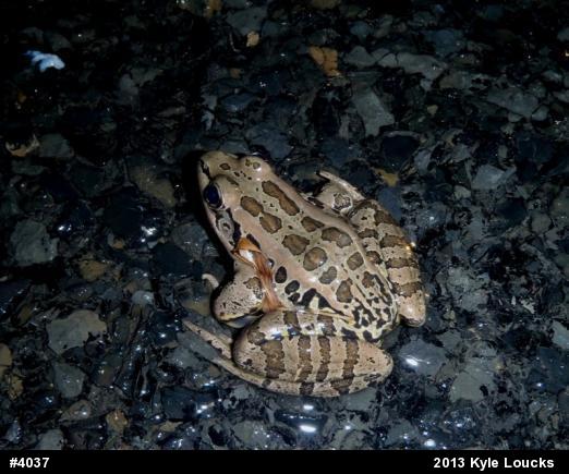 Pickerel Frog