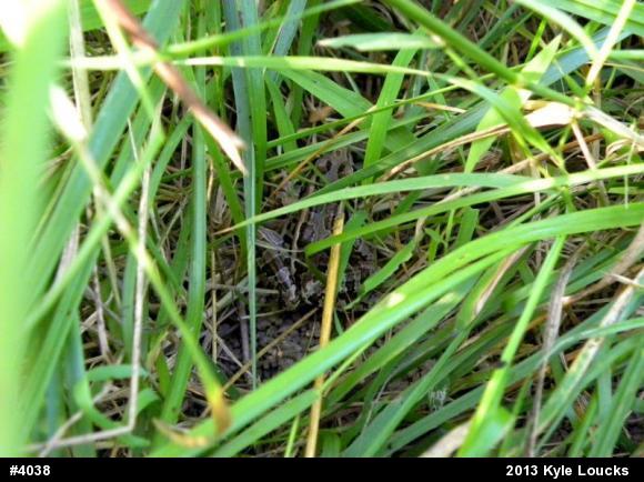 Pickerel Frog