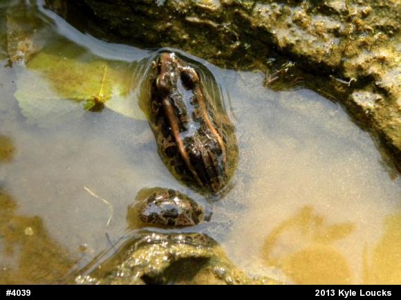 Pickerel Frog