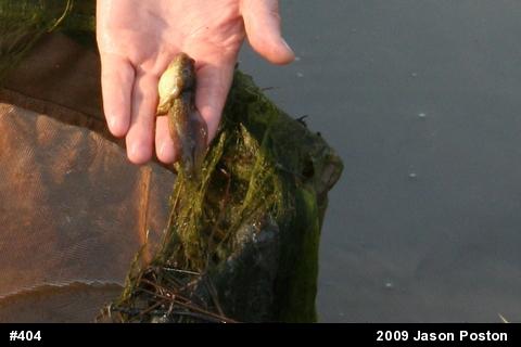 American Bullfrog