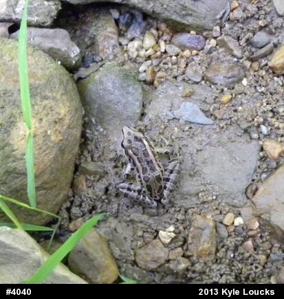 Pickerel Frog