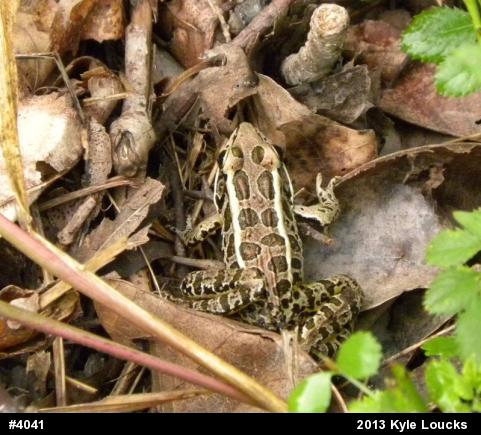 Pickerel Frog