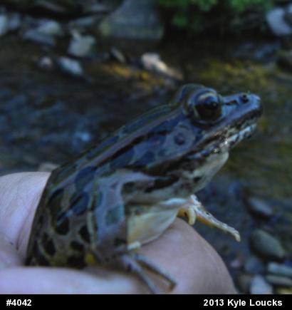 Pickerel Frog