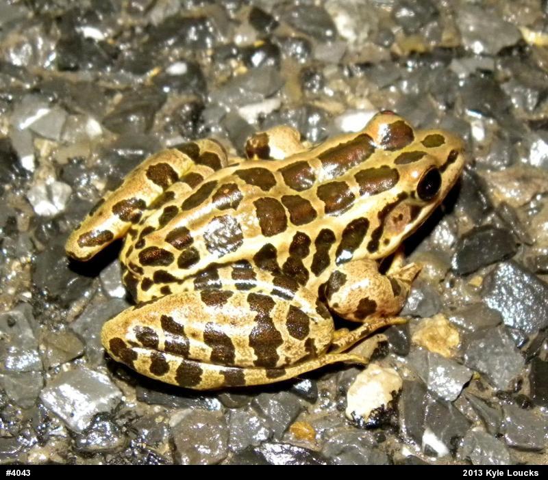 Pickerel Frog