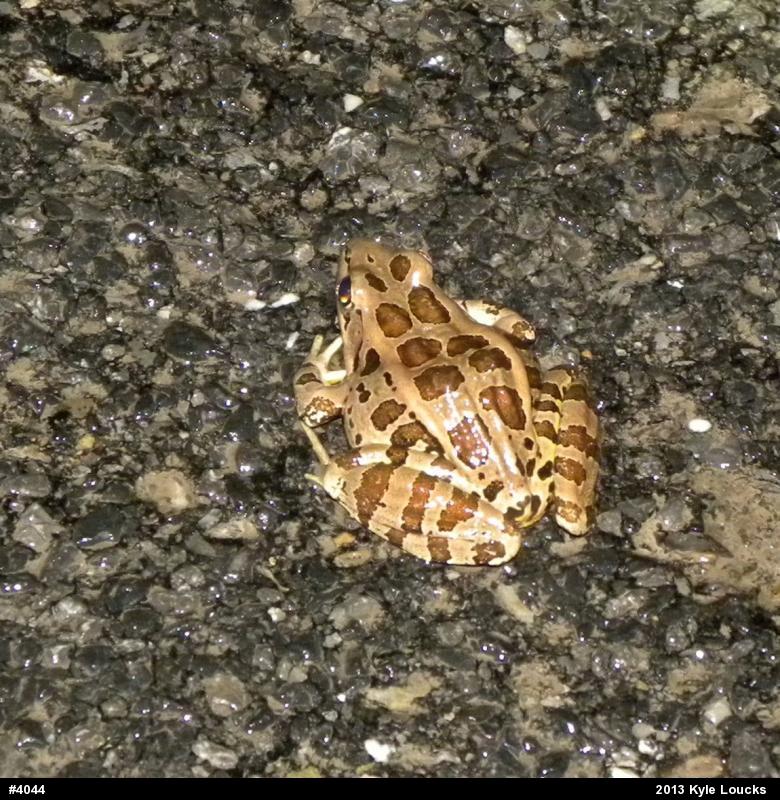 Pickerel Frog