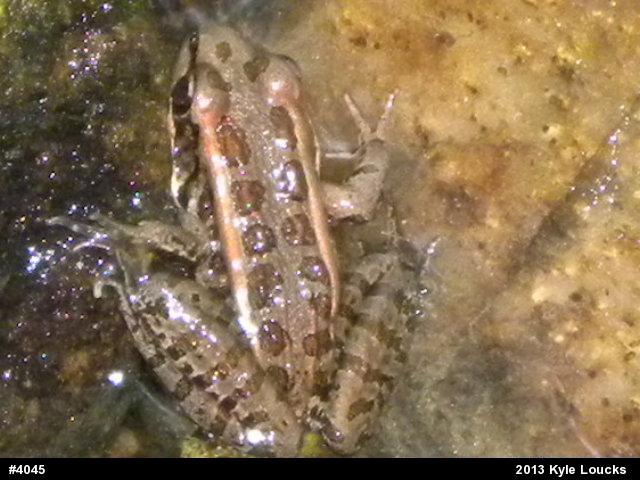 Pickerel Frog