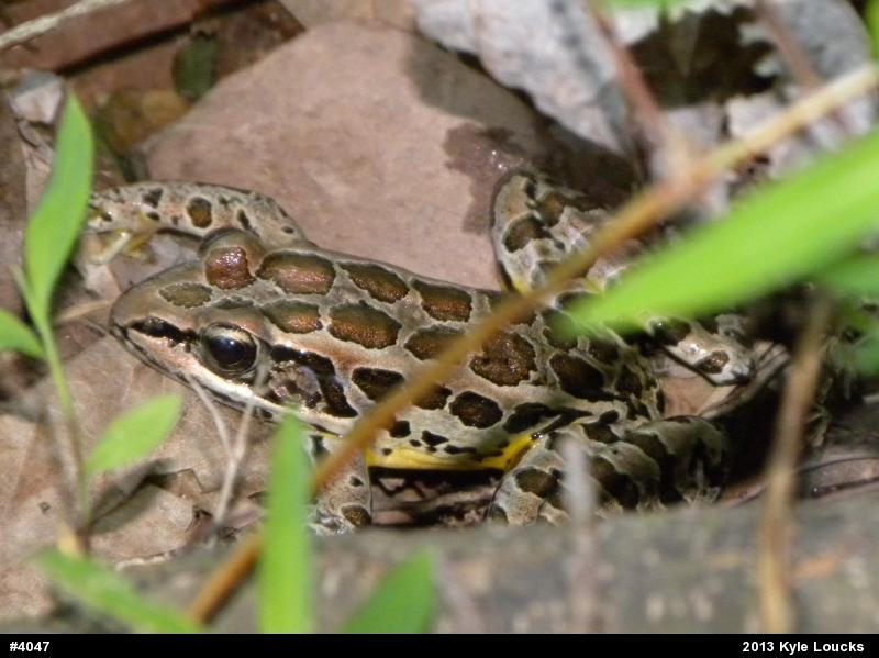 Pickerel Frog