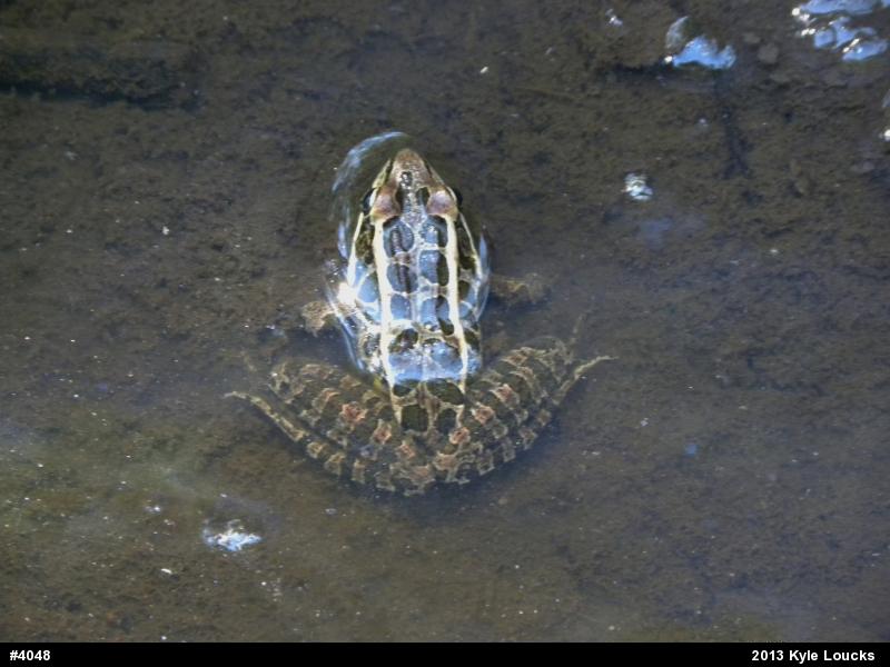 Pickerel Frog