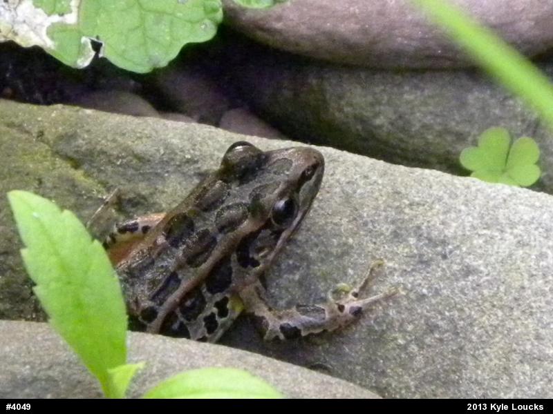 Pickerel Frog