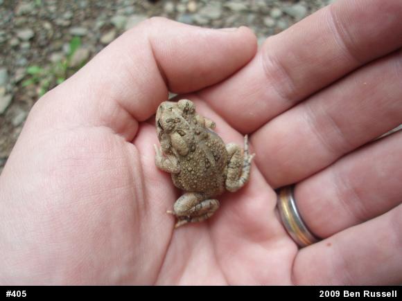 Eastern American Toad