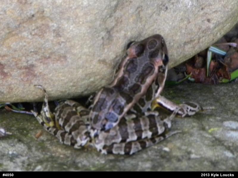 Pickerel Frog