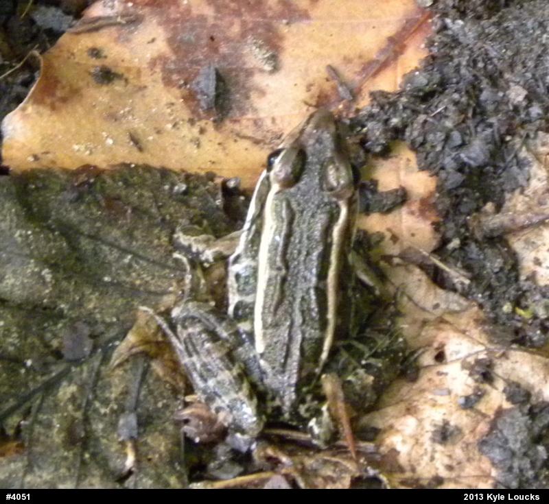 Pickerel Frog