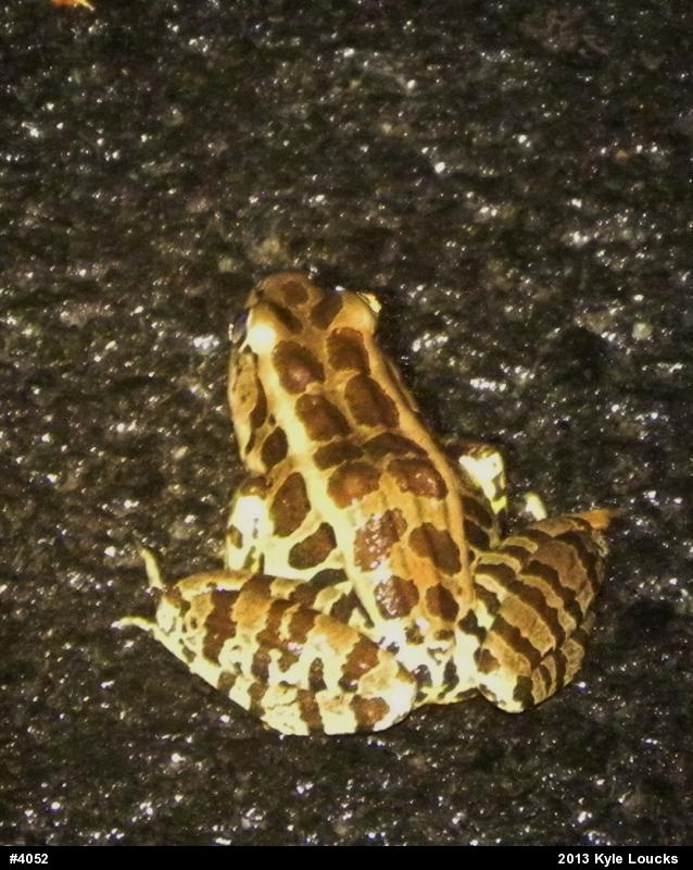 Pickerel Frog