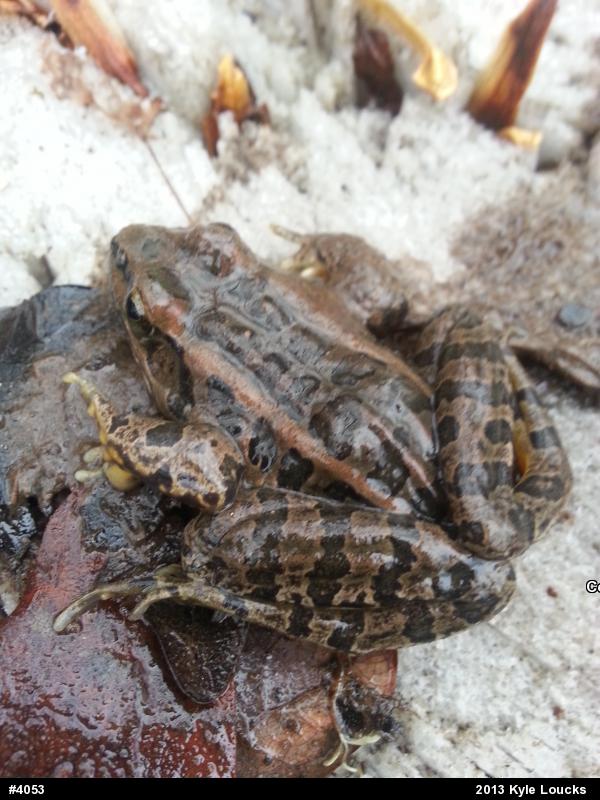 Pickerel Frog