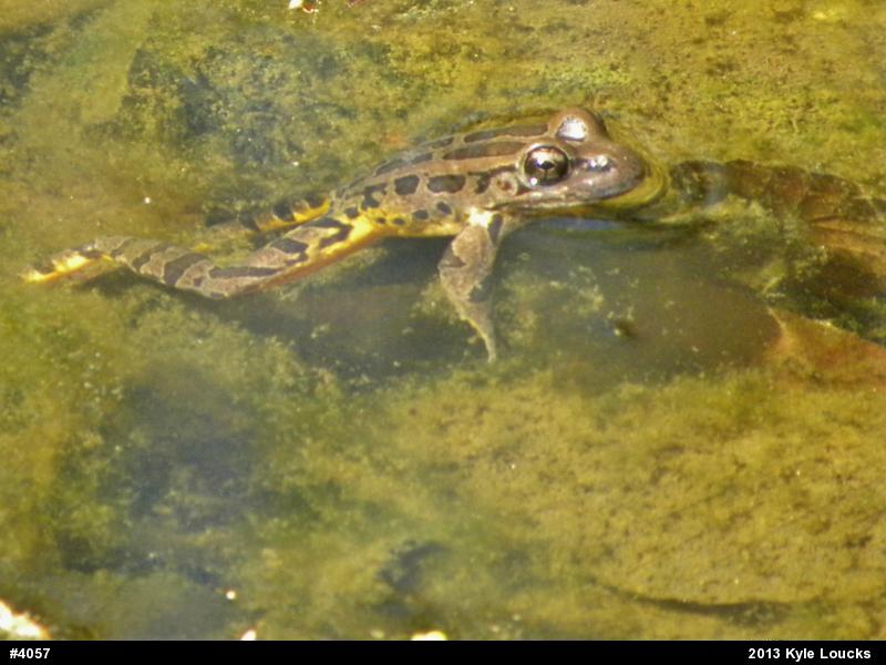 Pickerel Frog
