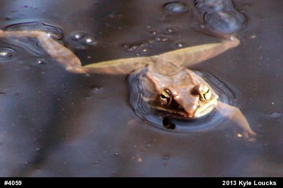 Wood Frog