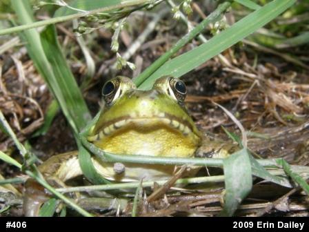 Green Frog