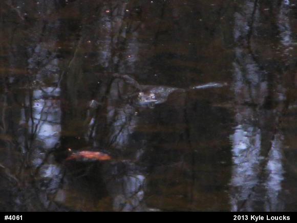 Wood Frog