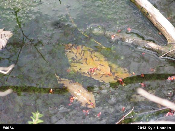 Wood Frog