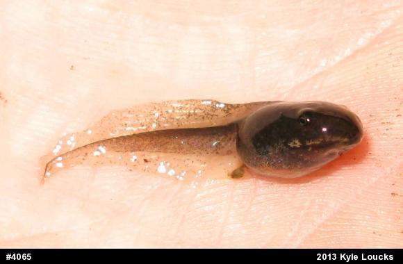 Wood Frog