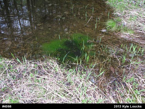 Wood Frog