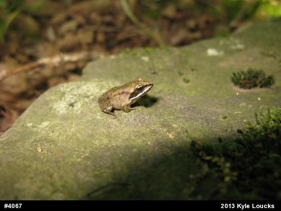 Wood Frog