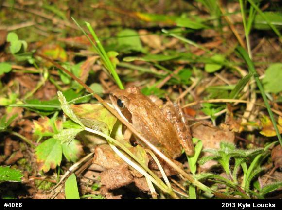 Wood Frog
