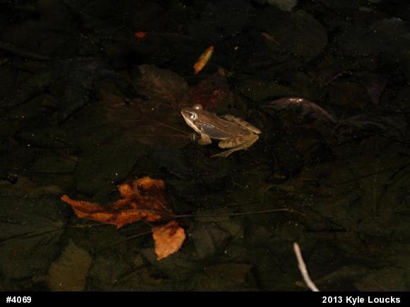 Wood Frog