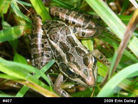 Pickerel Frog