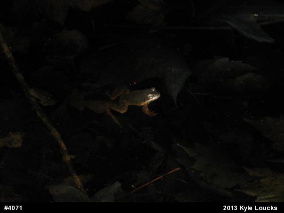 Wood Frog