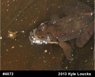Wood Frog