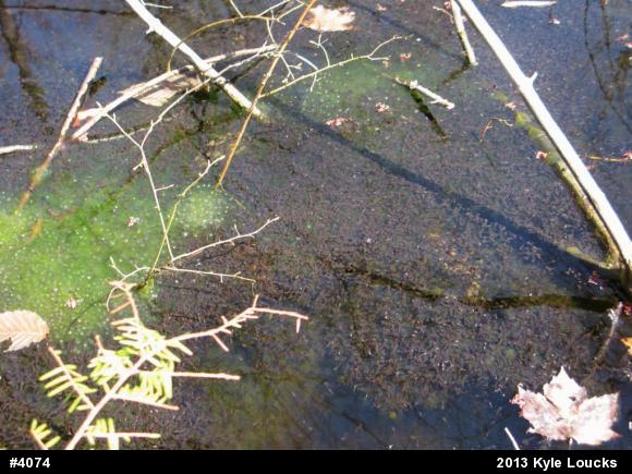 Wood Frog