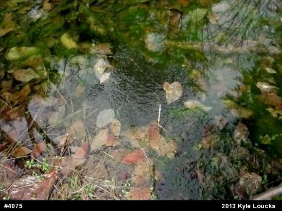Wood Frog