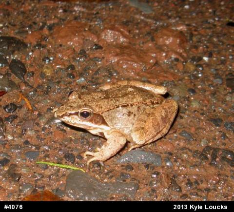 Wood Frog