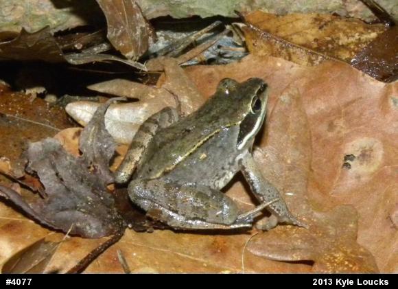 Wood Frog