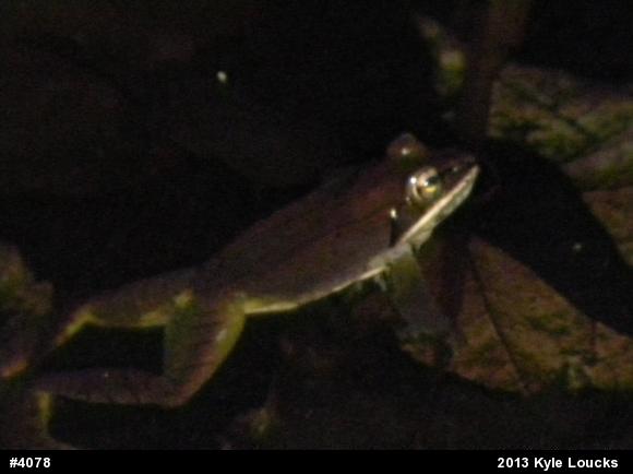 Wood Frog