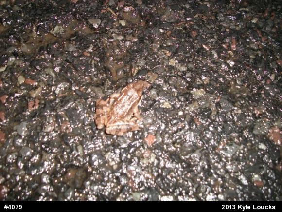 Wood Frog