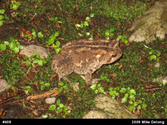 Eastern American Toad