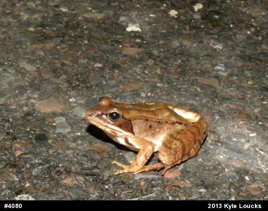 Wood Frog