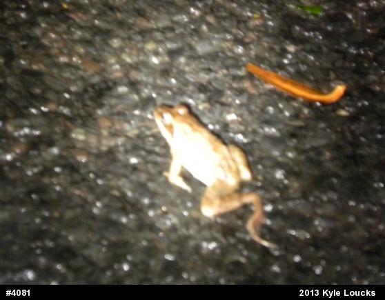 Wood Frog