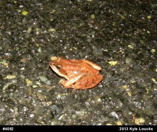 Wood Frog
