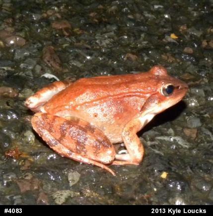 Wood Frog